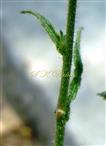 Upper cauline leaves with glandular hairs